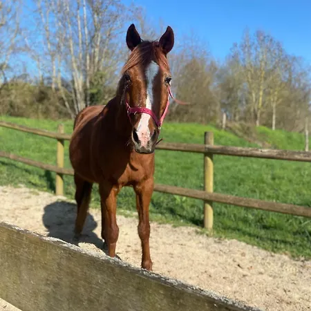 Dans Moulin - Chic Et Charme - Piscine Et * Rouëssé-Vassé