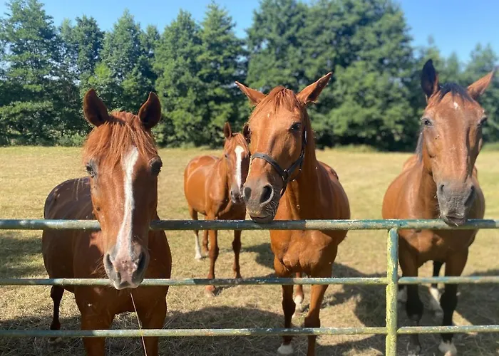 Dans Moulin - Chic Et Charme - Piscine Et Holiday home Rouesse-Vasse